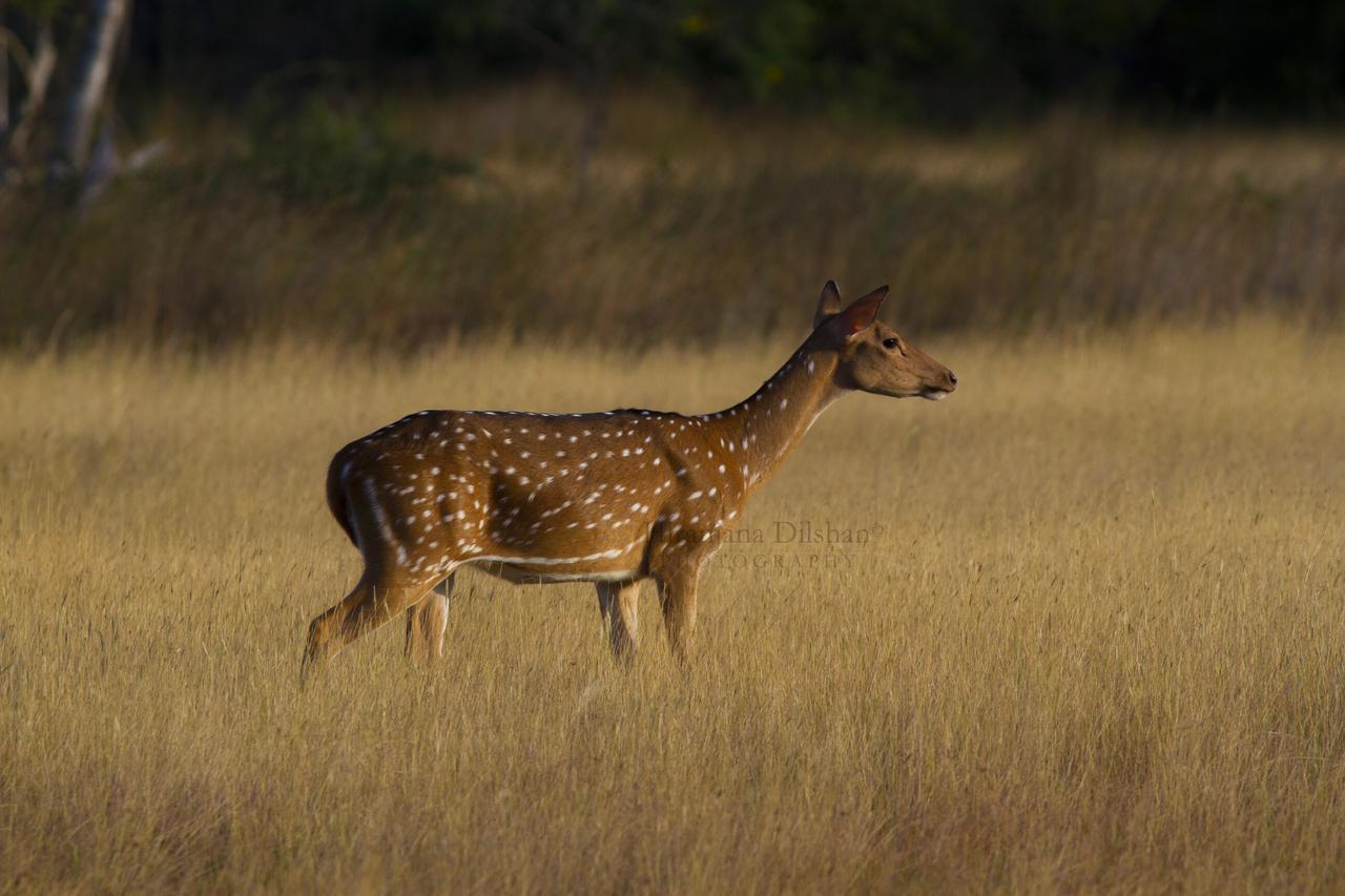 Willpattu Wild Watch Ξενοδοχείο Habawewa Εξωτερικό φωτογραφία