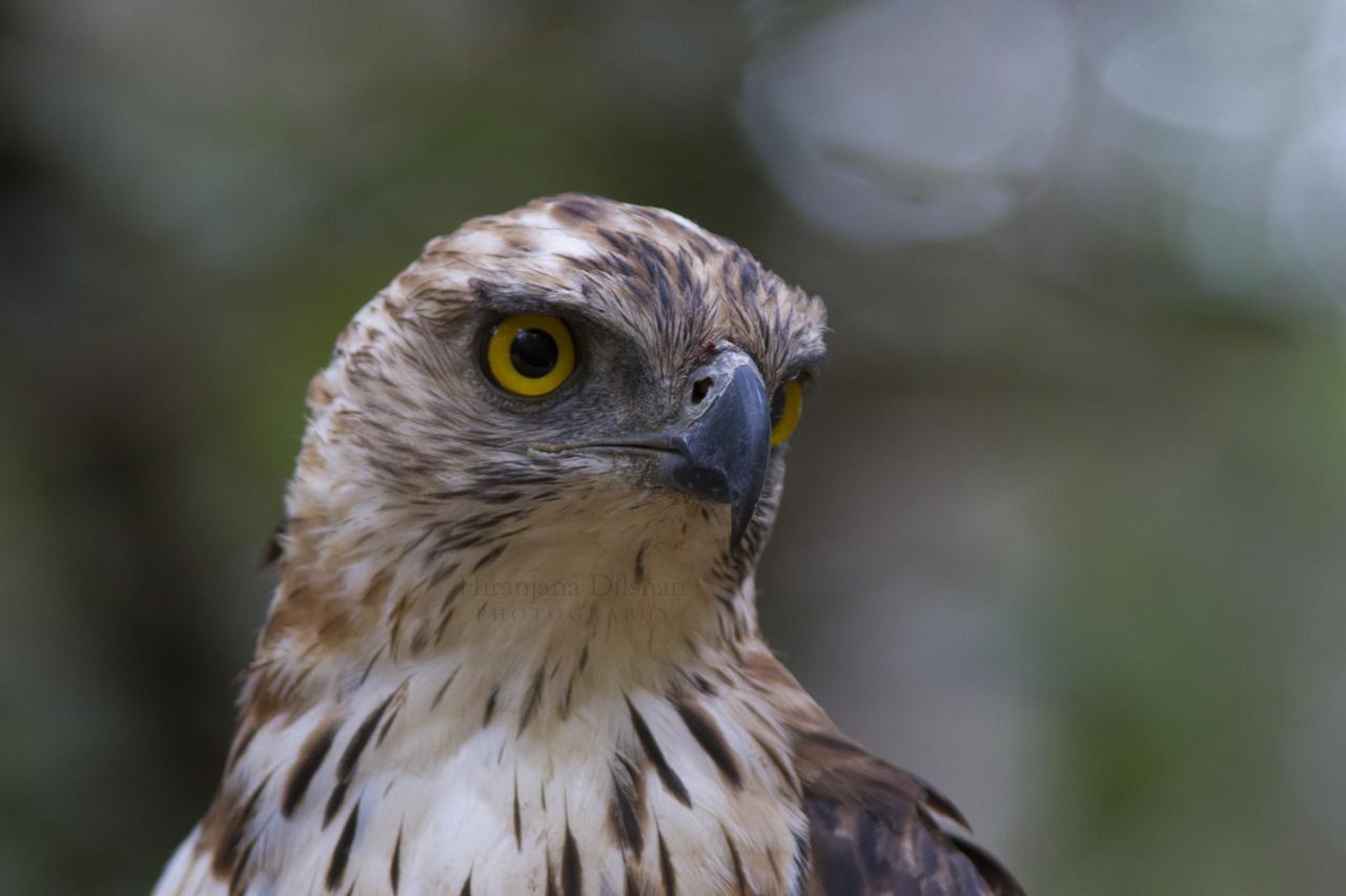 Willpattu Wild Watch Ξενοδοχείο Habawewa Εξωτερικό φωτογραφία
