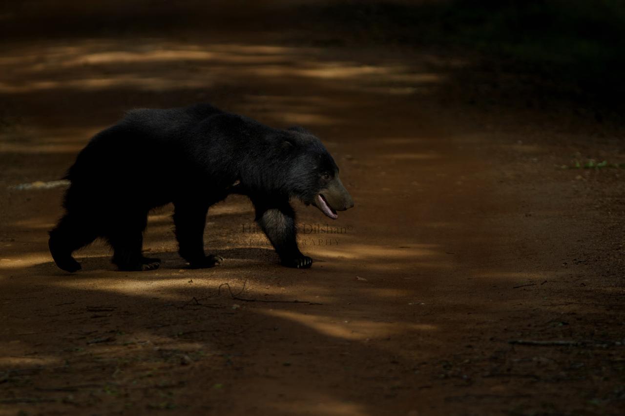 Willpattu Wild Watch Ξενοδοχείο Habawewa Εξωτερικό φωτογραφία